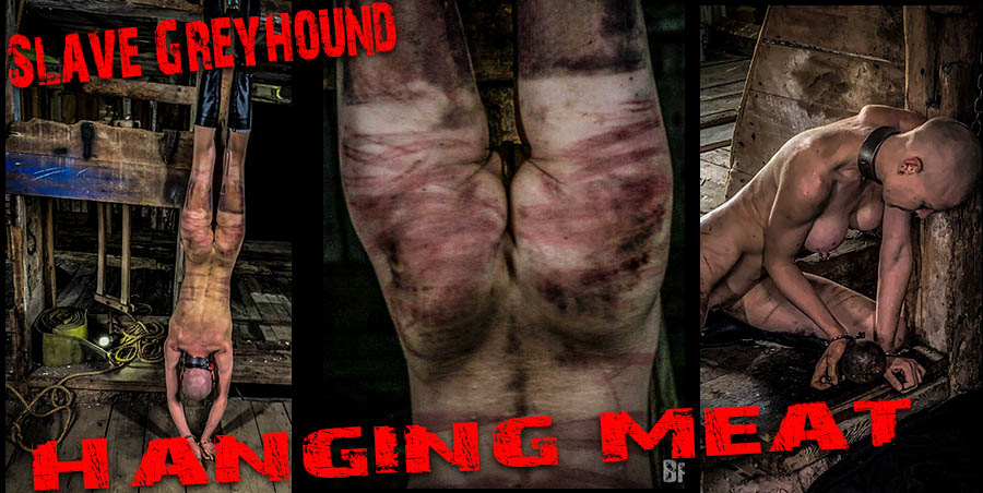 GreyhoundHangingMeat